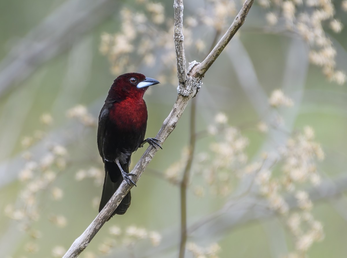 Silver-beaked Tanager - ML516740581