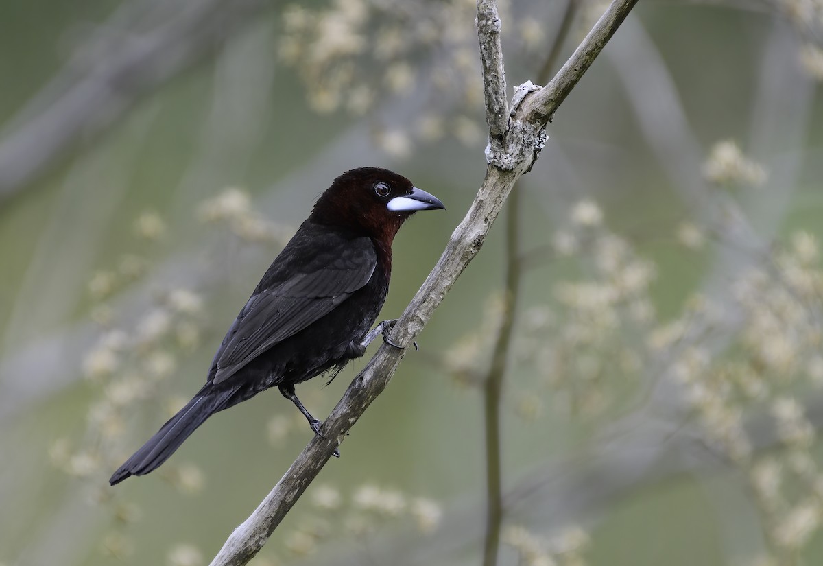 Silver-beaked Tanager - ML516740591