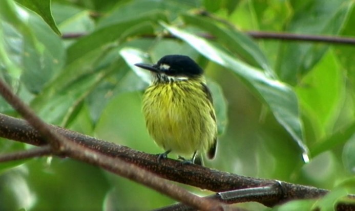 Painted Tody-Flycatcher - ML516745691