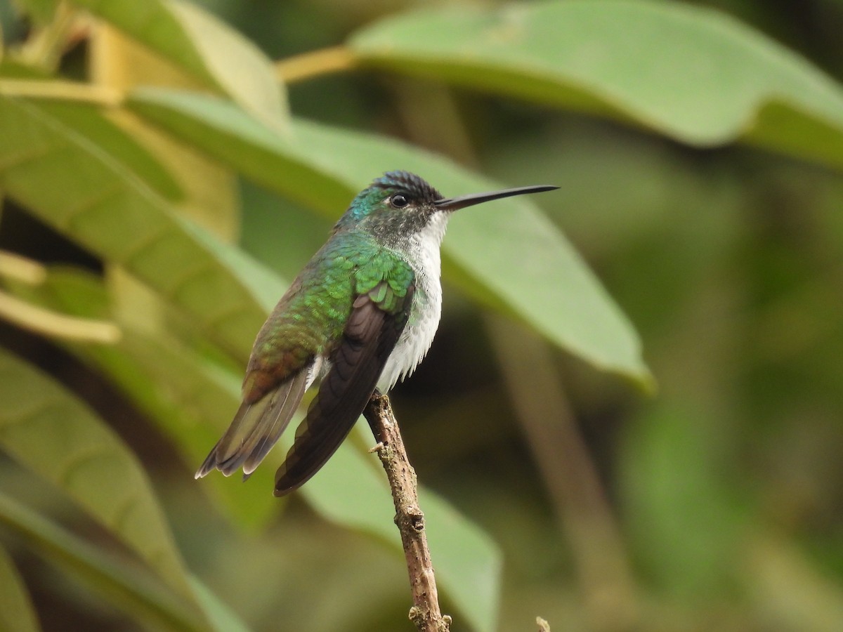 kolibřík andský - ML516745861