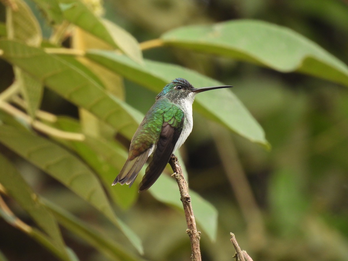 kolibřík andský - ML516745871