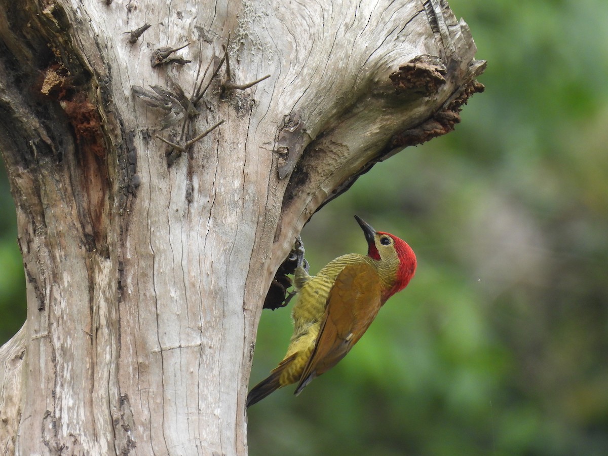 Golden-olive Woodpecker - ML516746021