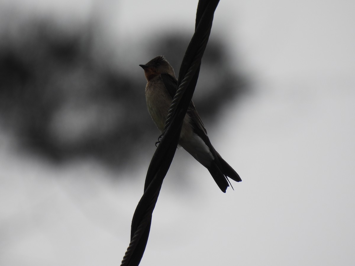 Southern Rough-winged Swallow - ML516746241