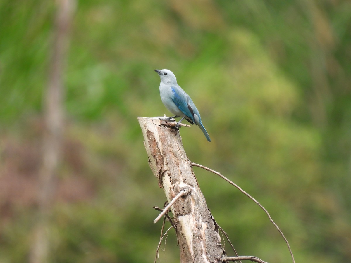 Blue-gray Tanager - ML516746621
