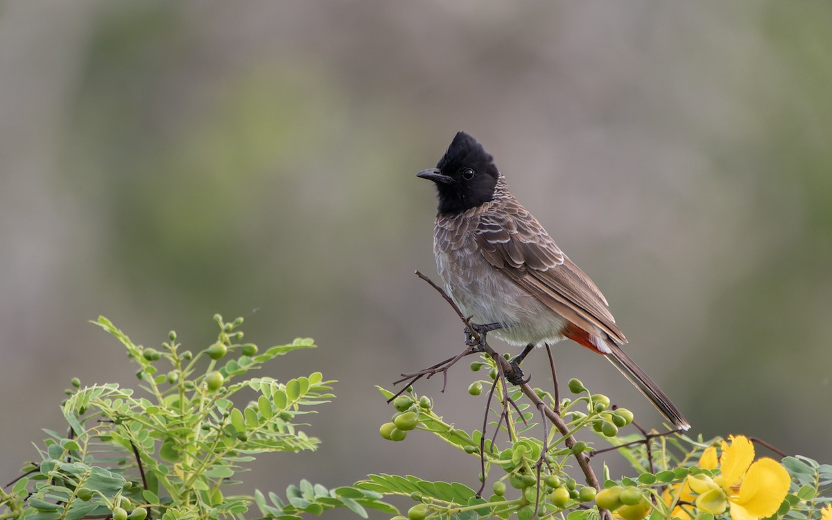 Red-vented Bulbul - ML516748481