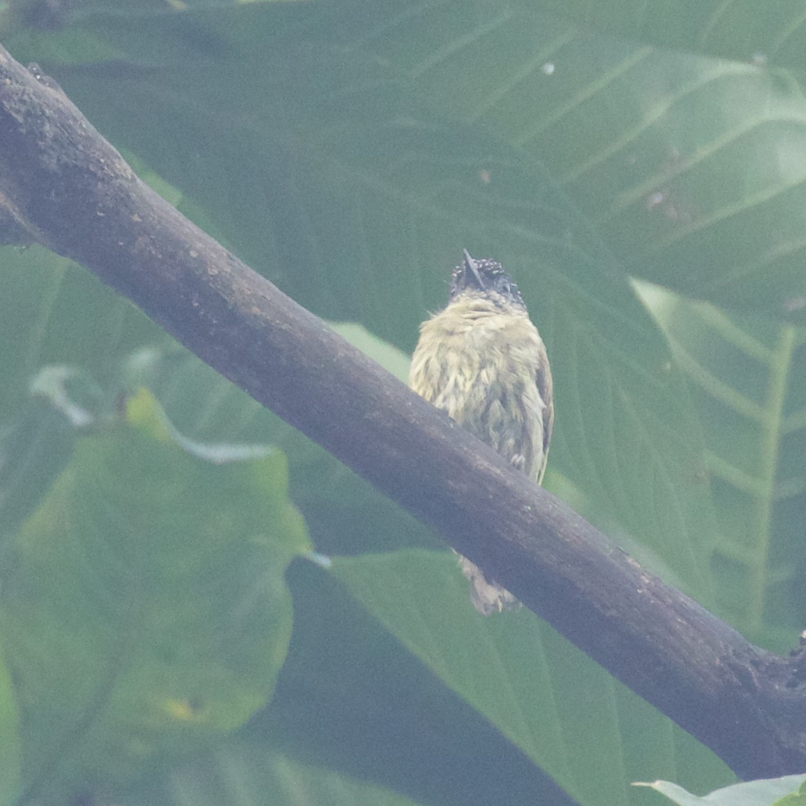 Olivaceous Piculet - ML516754581