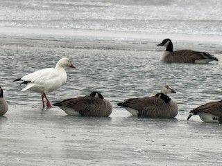 Snow Goose, ML516755901