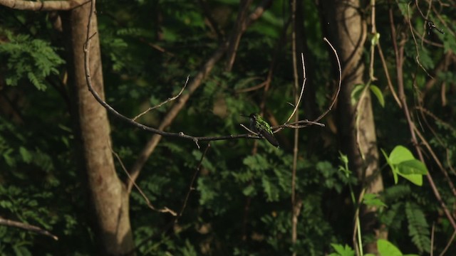 kolibřík cozumelský - ML516757