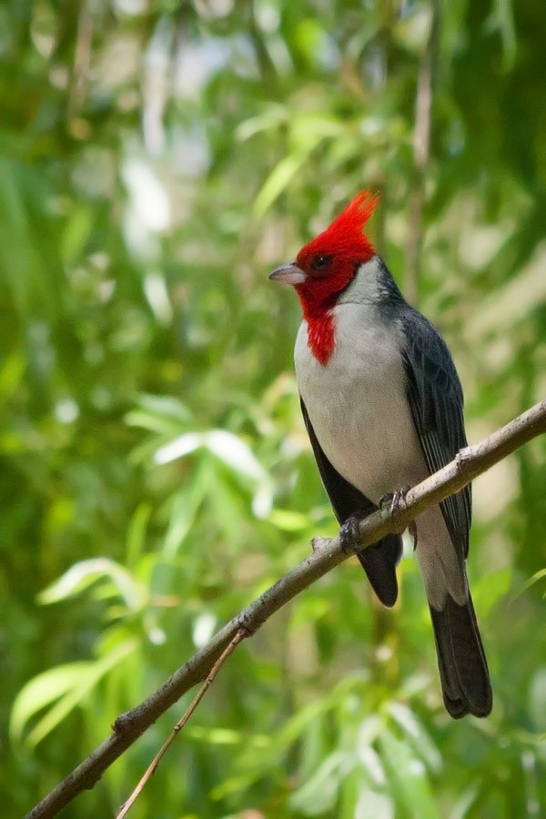 Red-crested Cardinal - Ariel Cabrera Foix