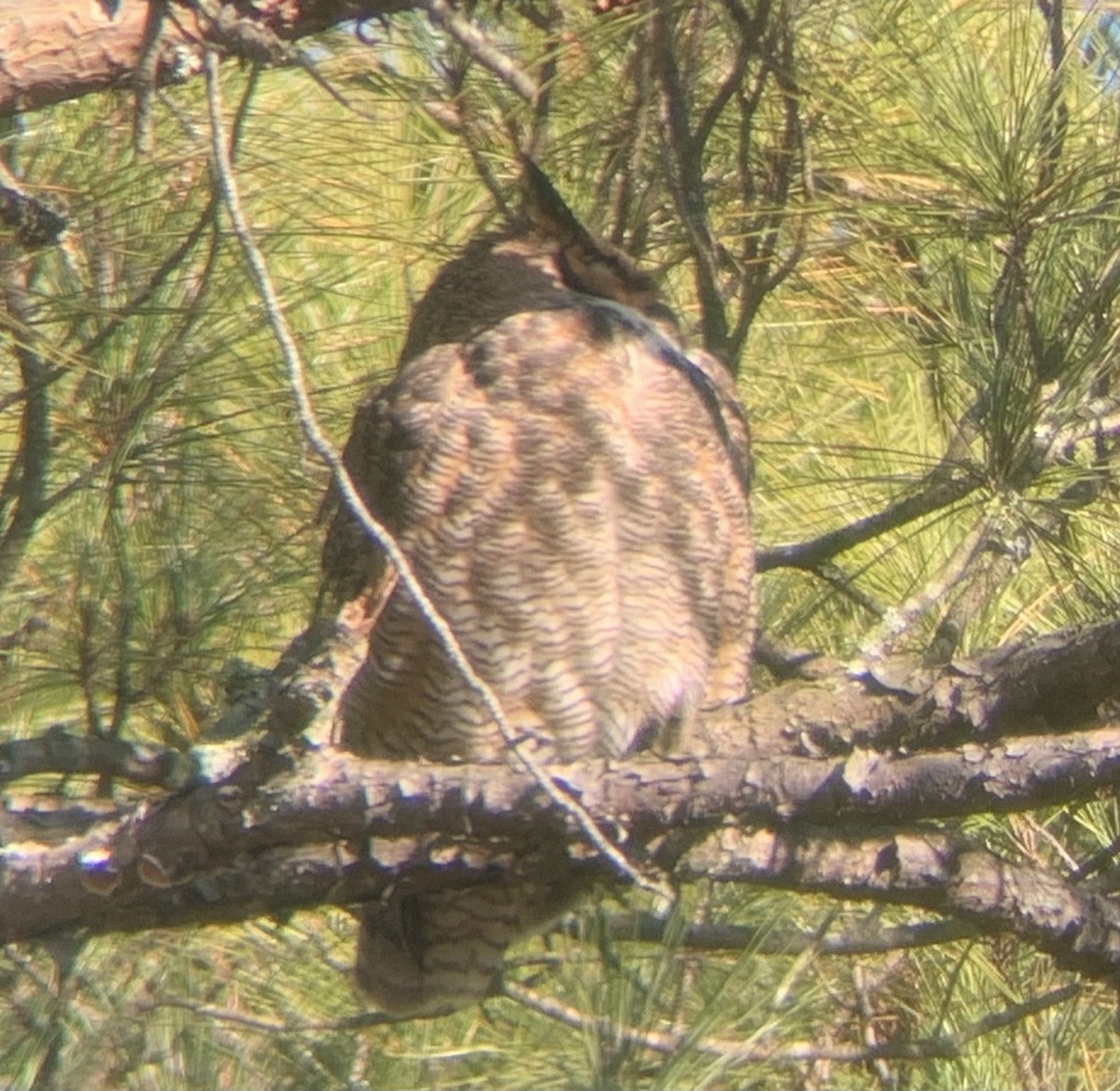 Great Horned Owl - ML516760591