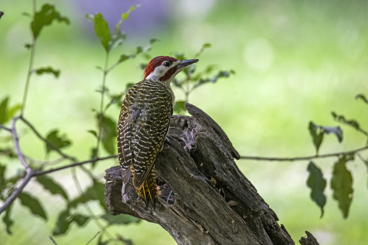 Bennett's Woodpecker - ML516765171