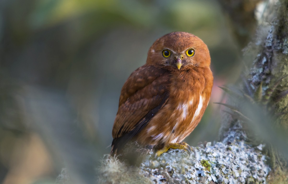 Costa Rican Pygmy-Owl - ML516766281