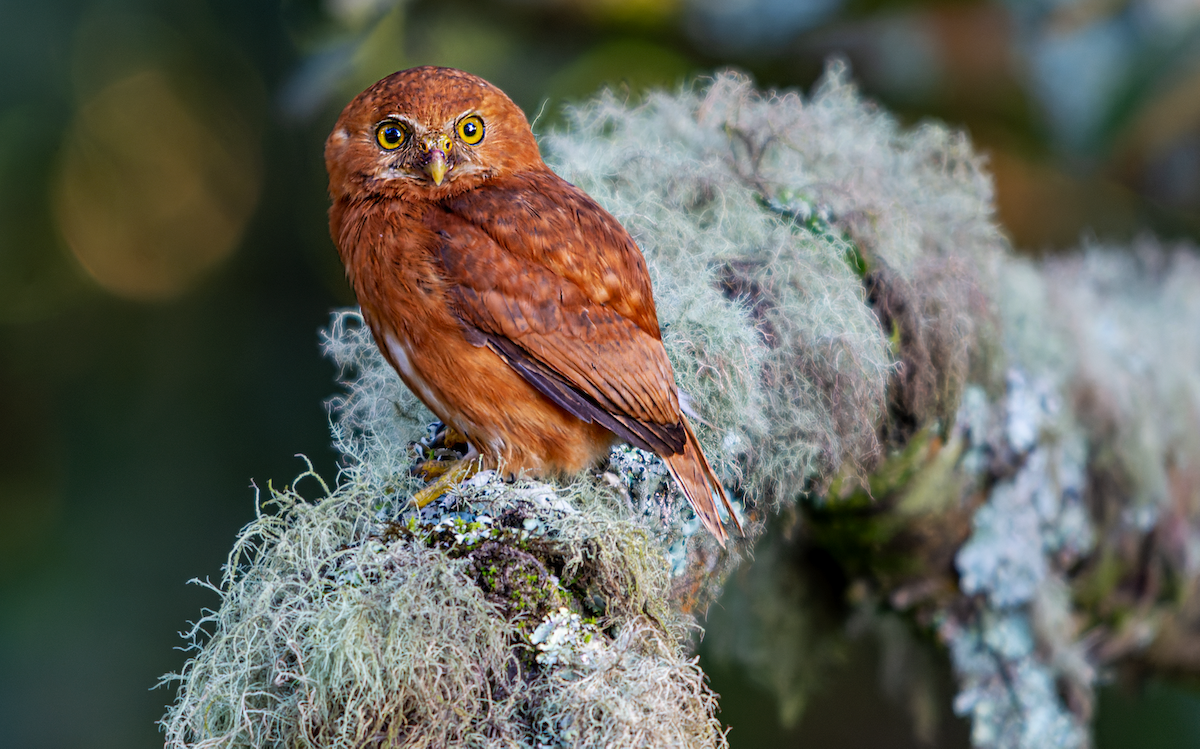 Costa Rican Pygmy-Owl - ML516766461