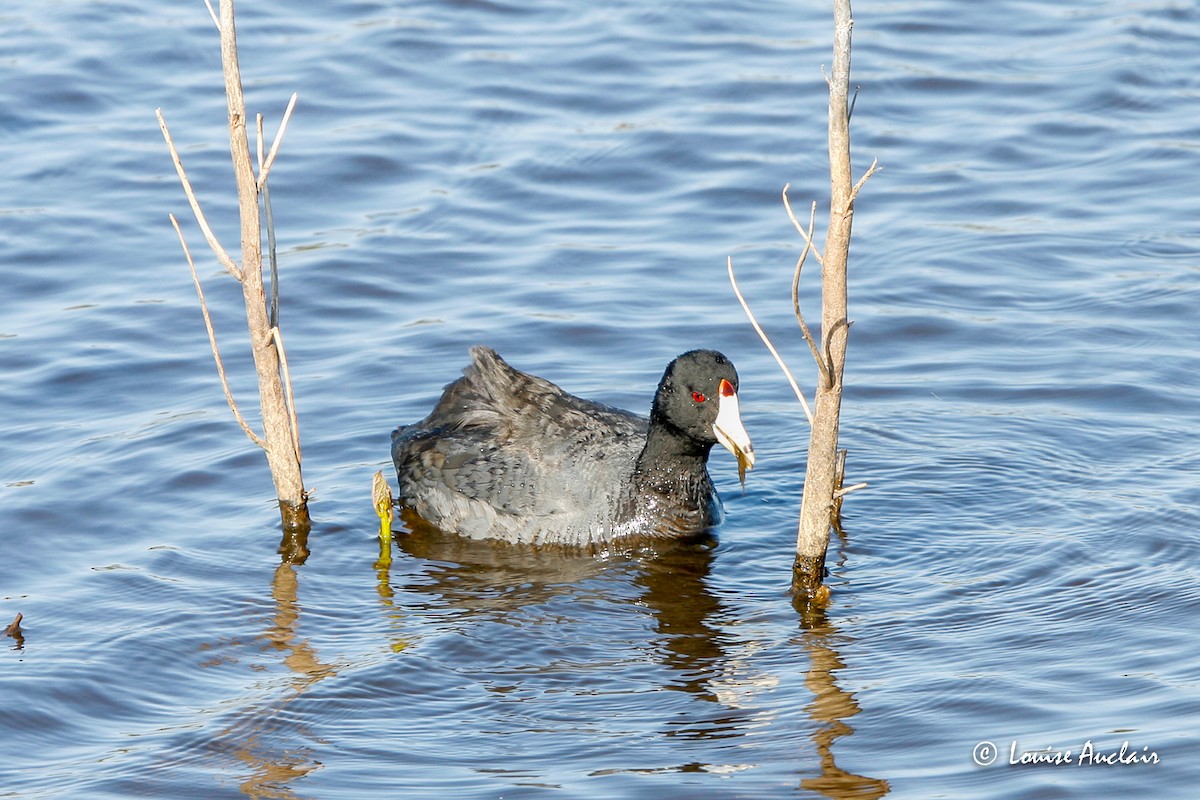 American Coot (Red-shielded) - ML516768051
