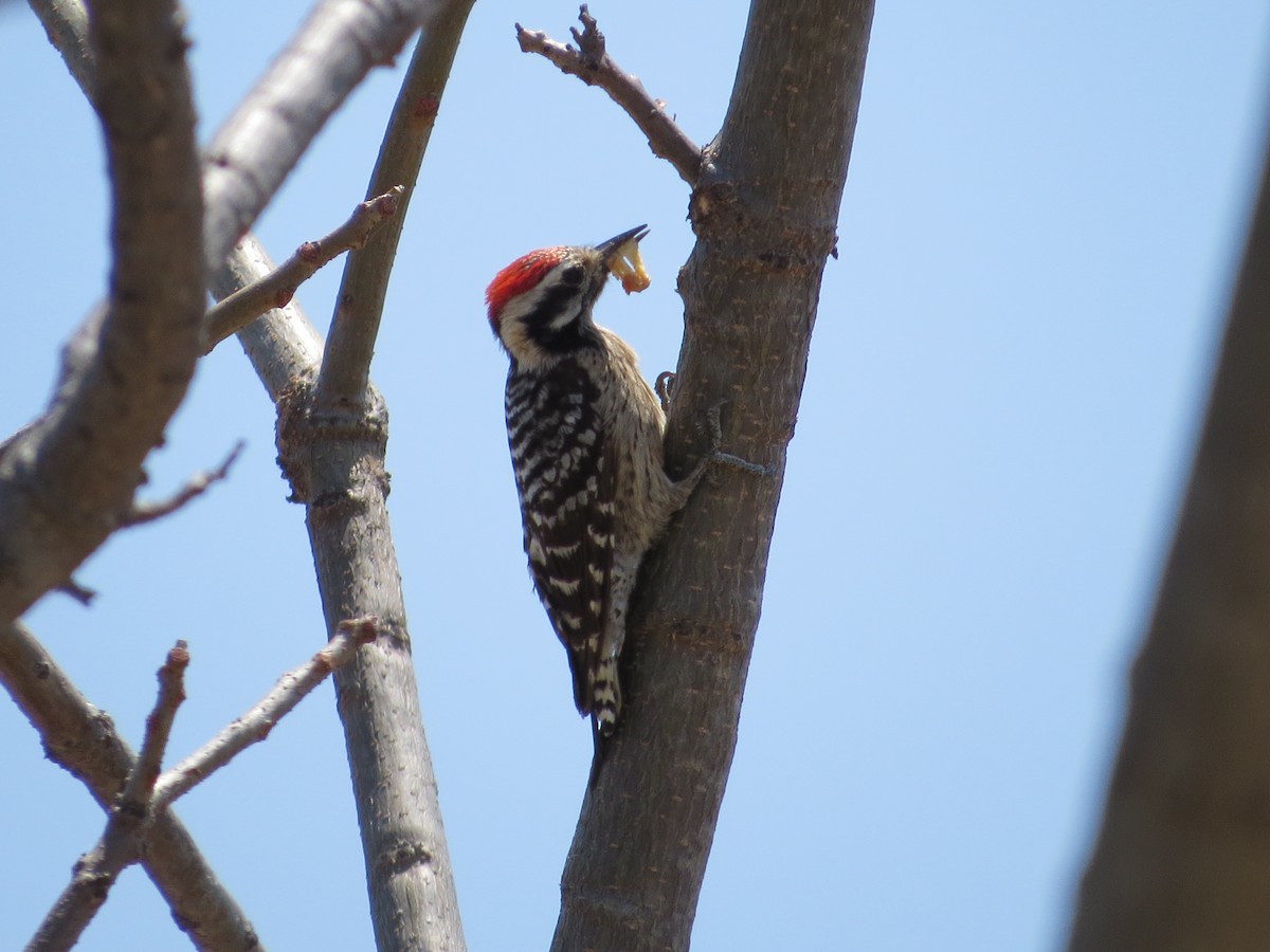 Ladder-backed Woodpecker - Dallas Levey