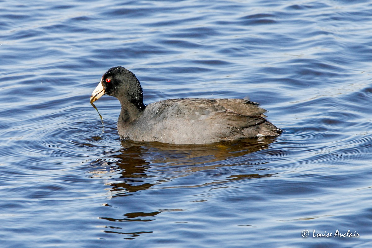 American Coot (Red-shielded) - ML516768741