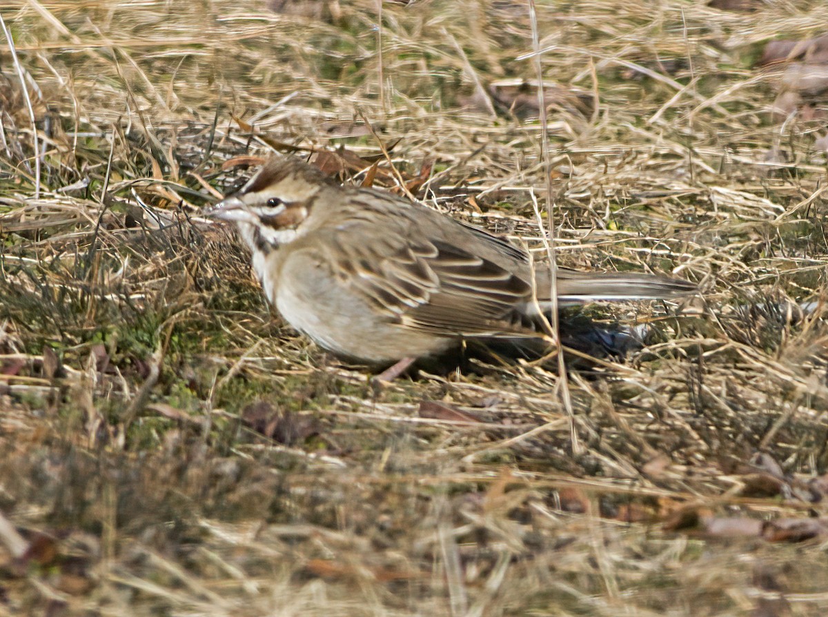 New York Breeding Bird Atlas Checklist - 24 Dec 2022 - Heckscher SP ...