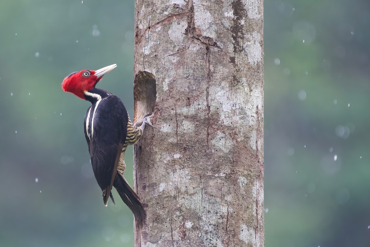 Pale-billed Woodpecker - ML516775731
