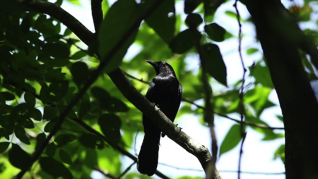 Black Catbird - ML516776