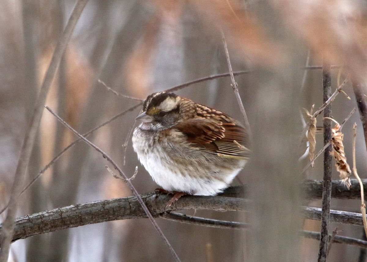 eBird Checklist 26 Dec 2022 Monroe Charter Twp. Park 11 species