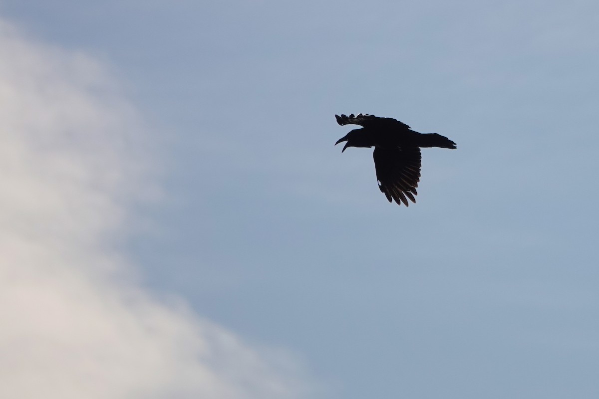 Common Raven - R Brodell