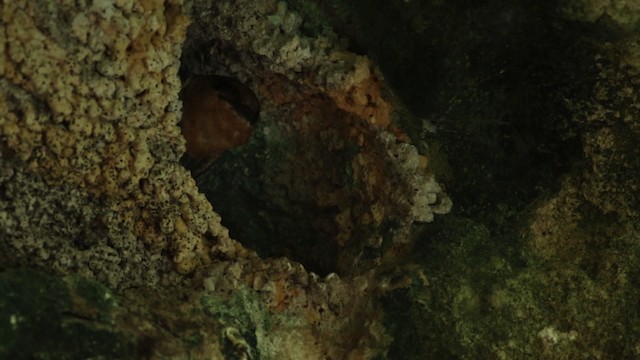vlaštovka jeskynní (ssp. citata) - ML516784