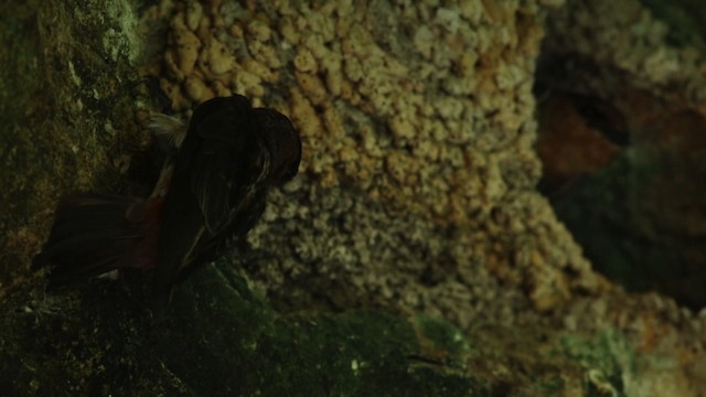 vlaštovka jeskynní (ssp. citata) - ML516785