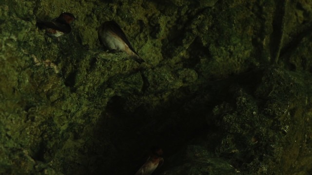 vlaštovka jeskynní (ssp. citata) - ML516786