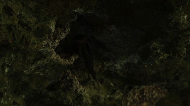 vlaštovka jeskynní (ssp. citata) - ML516787