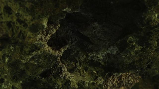 Cave Swallow (Yucatan) - ML516788