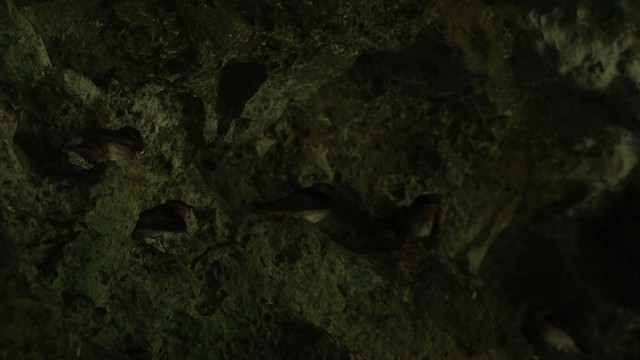 vlaštovka jeskynní (ssp. citata) - ML516789