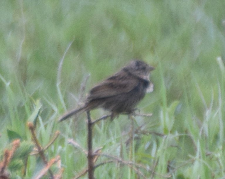 Brown-capped Rosy-Finch - ML516789581