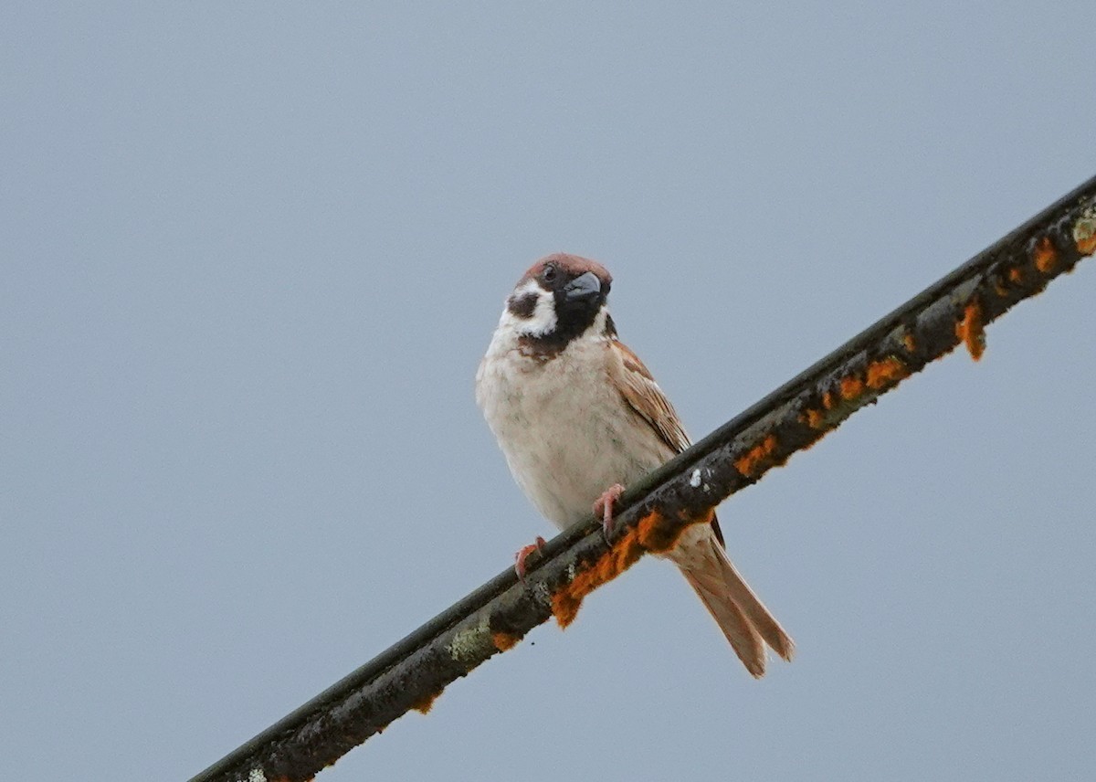 Eurasian Tree Sparrow - ML516790591