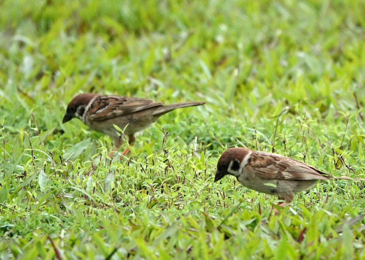 Eurasian Tree Sparrow - ML516790601