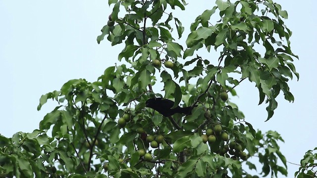 Melodious Blackbird - ML516791