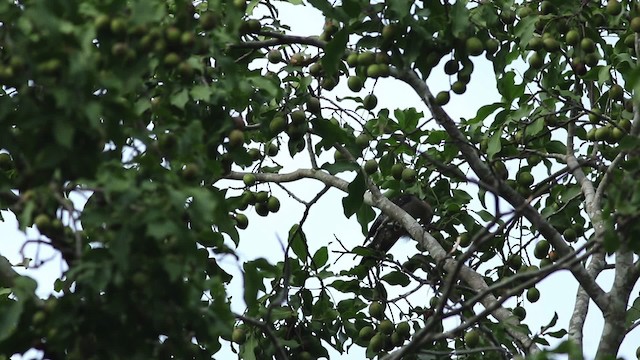 Golden-fronted Woodpecker (Velasquez's) - ML516795