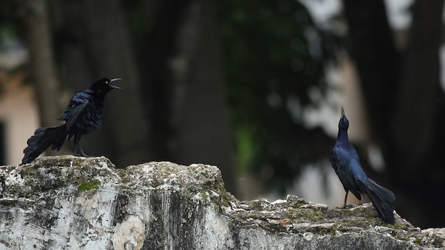  - Great-tailed Grackle (Great-tailed)