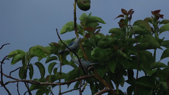 Blue-gray Tanager (Blue-gray) - ML516797