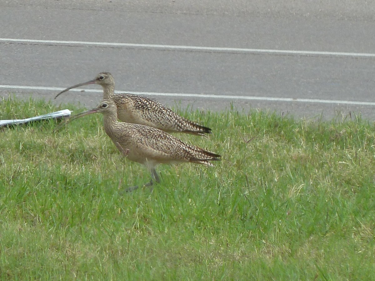 Long-billed Curlew - ML516799841
