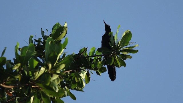 Great-tailed Grackle (Great-tailed) - ML516817