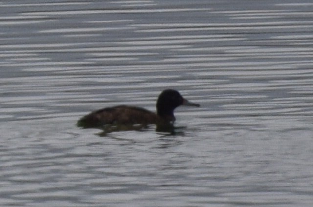 Black-headed Duck - ML51681891