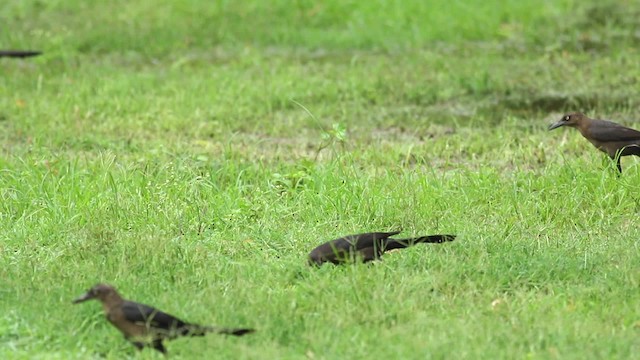 Great-tailed Grackle (Great-tailed) - ML516821