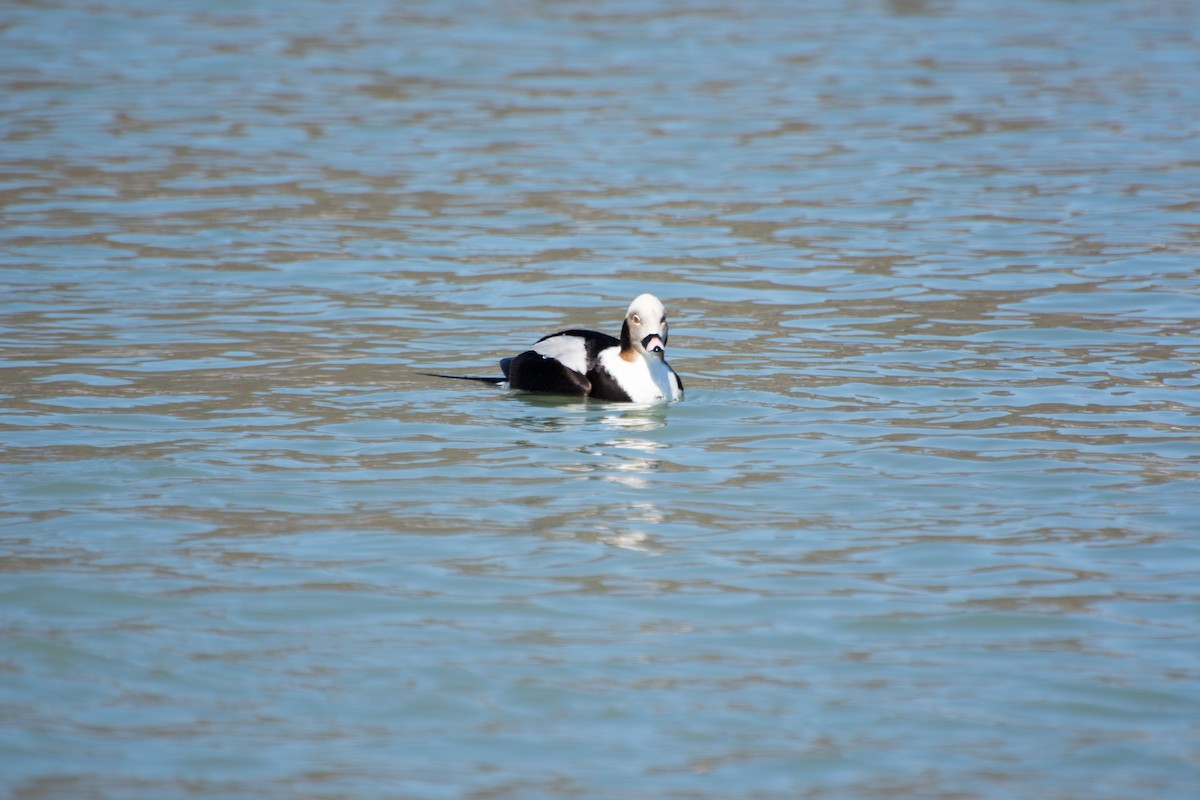 Long-tailed Duck - ML51682691