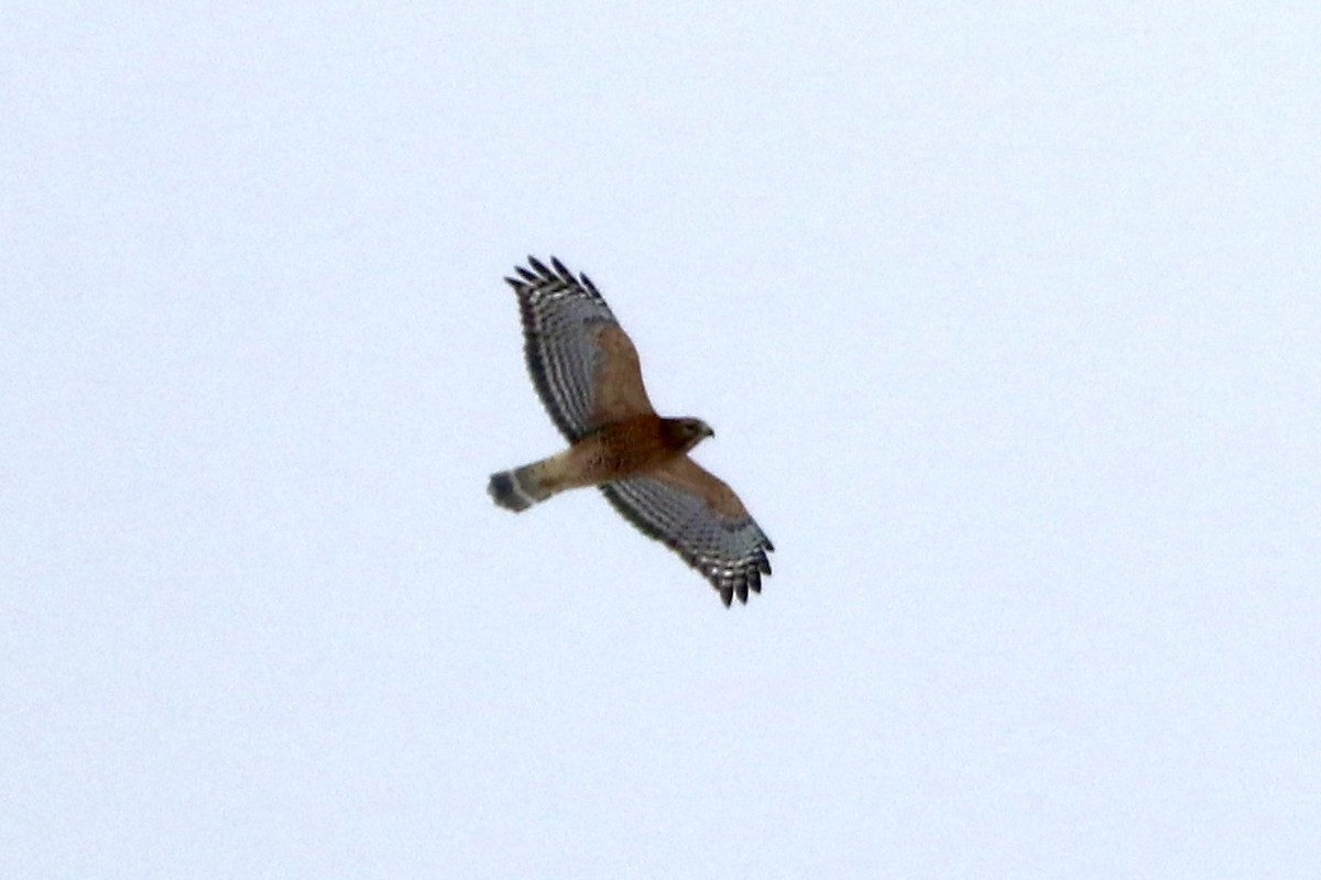 eBird Checklist - 26 Dec 2022 - The Wilds--Zion Ridge Rd. - 8 species