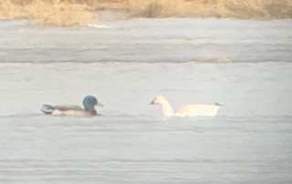 Ross's Goose, ML516831701