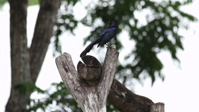 Great-tailed Grackle (Great-tailed) - ML516832