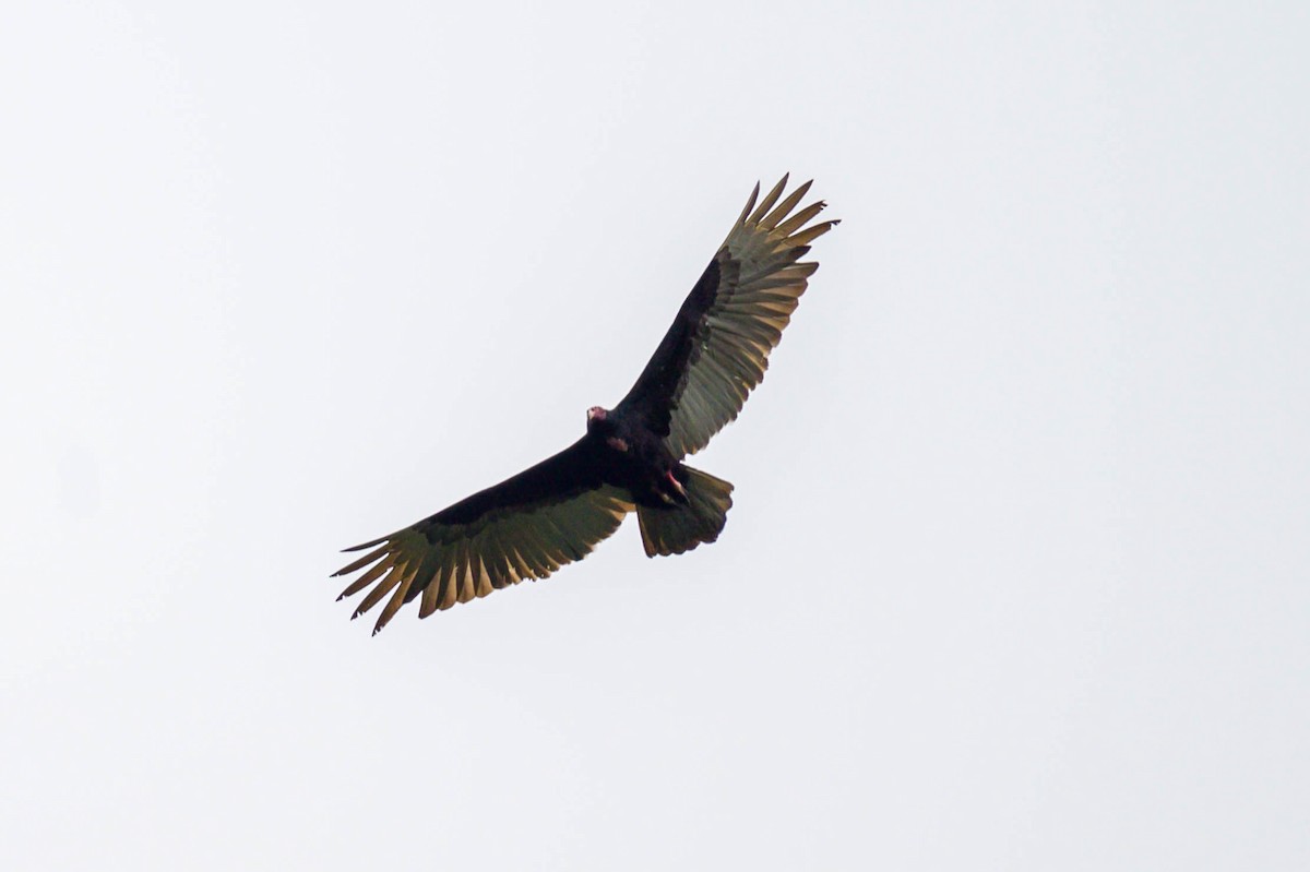Turkey Vulture - ML516834231
