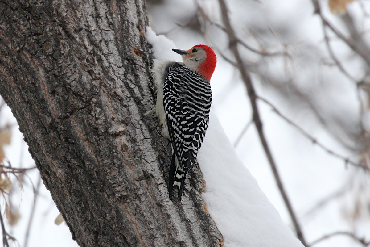 Red-bellied Woodpecker - ML516837651