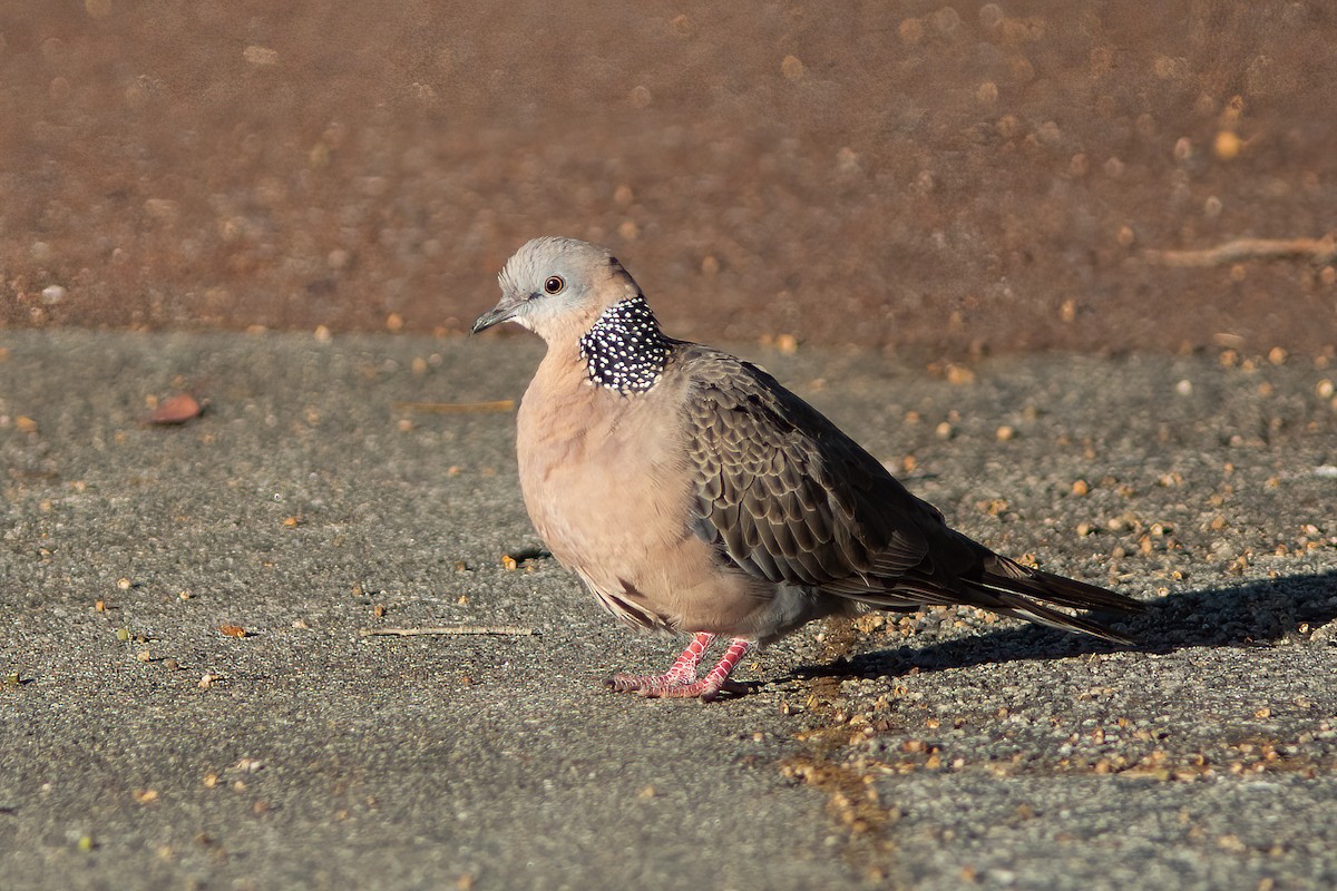 Spotted Dove - ML516843501
