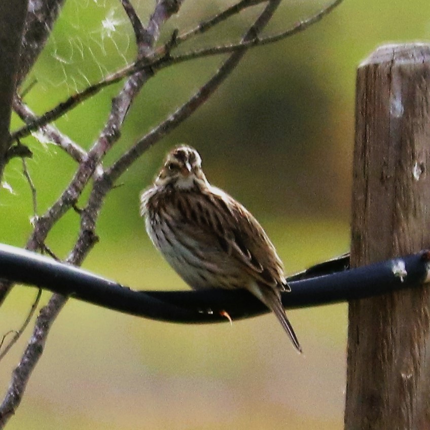 Savannah Sparrow - ML516849651